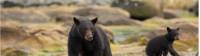 Maman et bébé ours au nord de l'île de Vancouver |  <i>Northern Vancouver Island Tourism/Steven Fines</i>