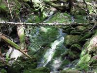 Fundy forest scenery. |  <i>Guy Wilkinson</i>